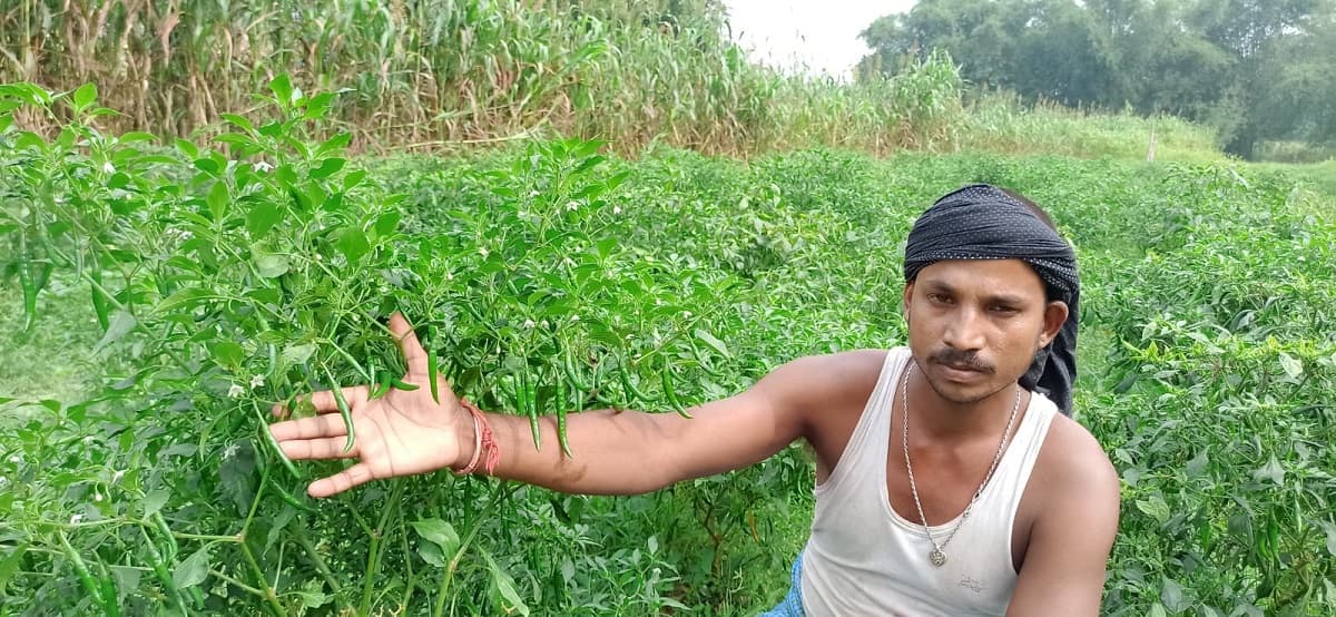 Katihar News : तीखी मिर्च किसानों के जीवन में घोल रही मिठास Katihar News : तीखी मिर्च किसानों के जीवन में घोल रही मिठास