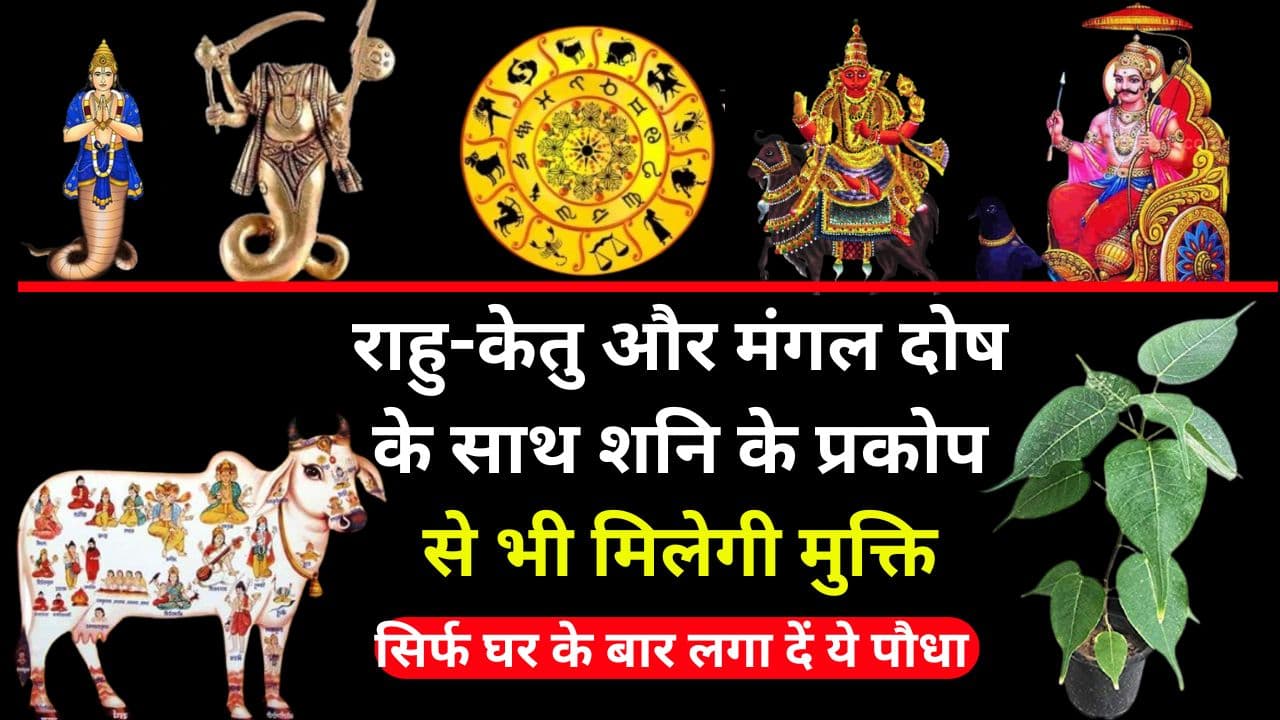 Rahu Ketu Dosh ke Upay: राहु-केतु और मंगल दोष के साथ शनि के प्रकोप से भी मिलेगी मुक्ति, सिर्फ घर के बाहर लगा दें ये पौधा
