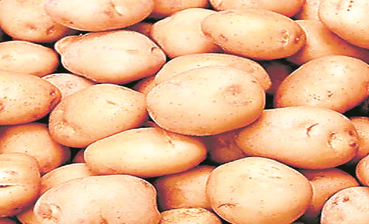 बिहार: कोल्ड स्टोर में भी इतने दिनों का बचा है आलू का स्टॉक, पढ़िए और कितना बढ़ेगा कीमत