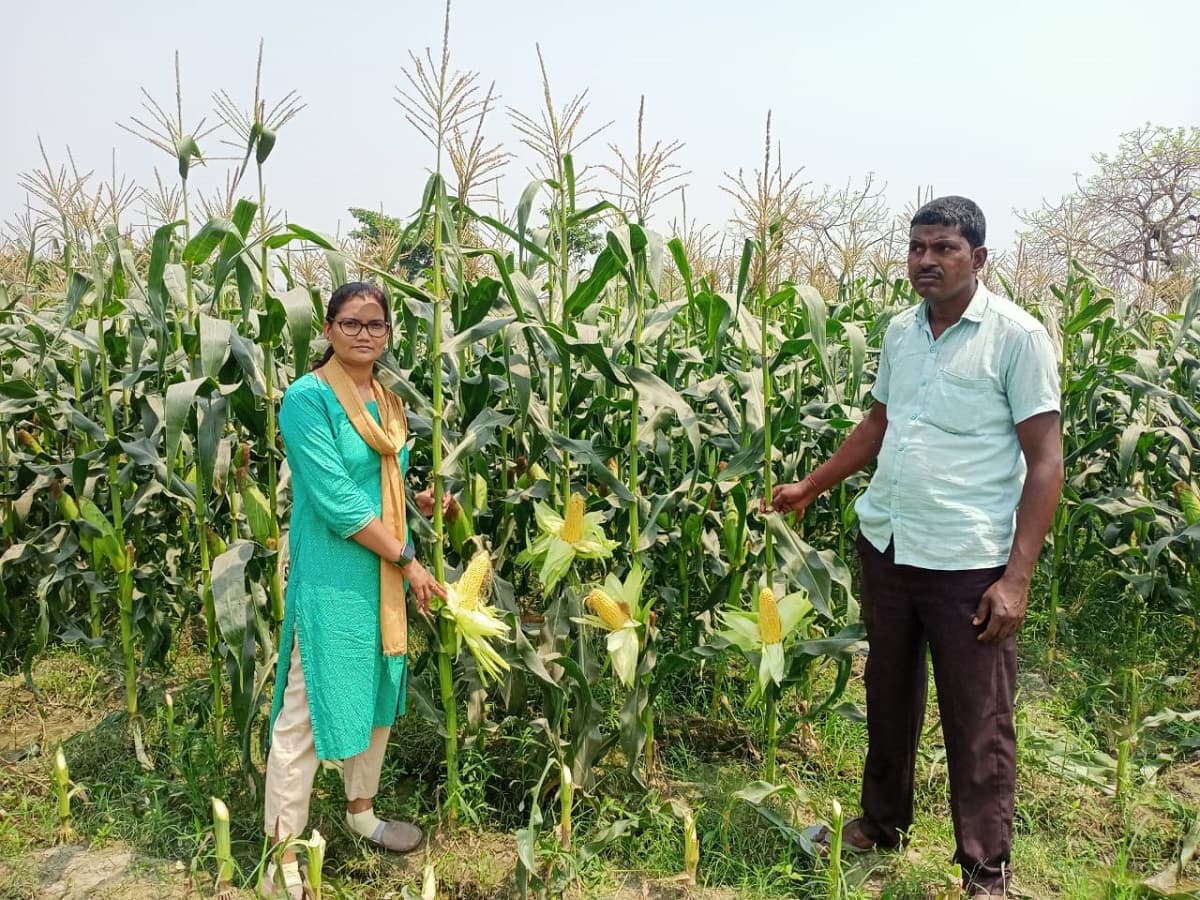 Purnia News : इंटरनेशनल मार्केट में धूम मचा रहा पूर्णिया का स्वीट कॉर्न व बेबी कॉर्न