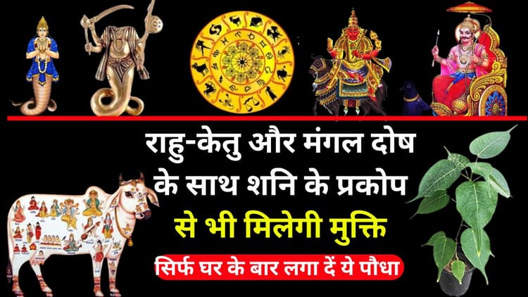 Rahu Ketu Dosh ke Upay: राहु-केतु और मंगल दोष के साथ शनि के प्रकोप से भी मिलेगी मुक्ति, सिर्फ घर के बाहर लगा दें ये पौधा