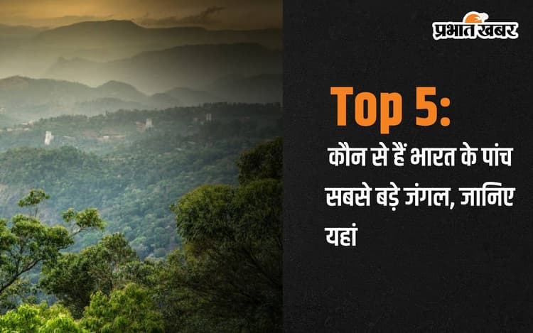 Top 5: कौन से हैं भारत के पांच सबसे बड़े जंगल, जानिए यहां