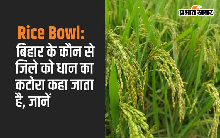 Rice Bowl: बिहार के कौन से जिले को धान का कटोरा कहा जाता है, जानें