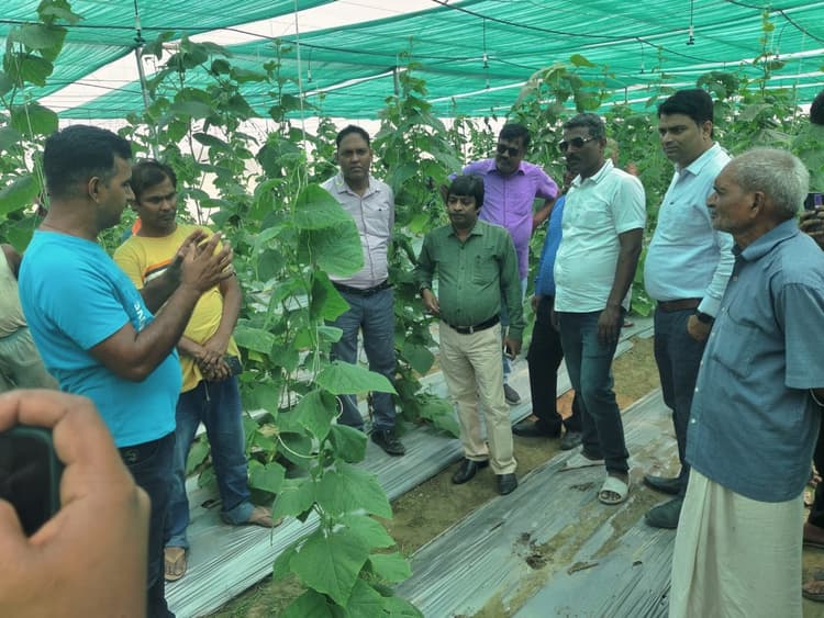 Saharsa news : नयी तकनीक से खेती कर विकास कमा रहे अच्छा मुनाफा