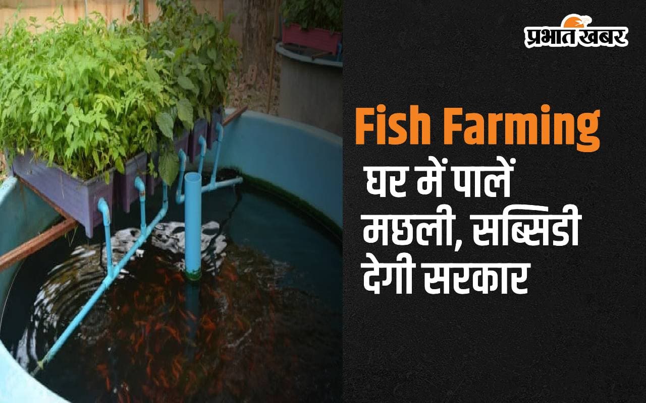 Fish Farming: घर में पालें मछली, सब्सिडी देगी सरकार