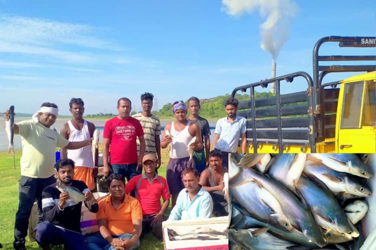 Fish Farming In Jharkhand: रोजगार के लिए पलायन करने पर थे मजबूर, मछली पालन से बदली जिंदगी, अब 100 लोगों को दे रहे हैं काम