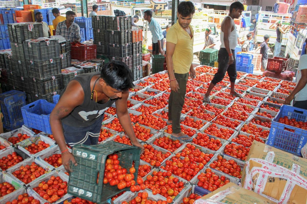 Tomato Price Hike: टमाटर के भाव होंगे कम, दिल्ली-एनसीआर में इतने रुपये में बेचने की तैयारी NCCF