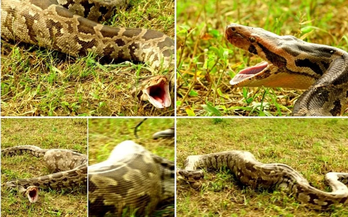 Python in Village: पहले तेंदुआ तो अब अजगर दिखा, बिहार के इस गांव में जंगली जानवरों से डरे हुए हैं लोग