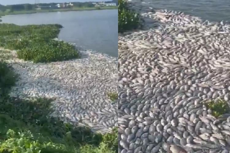Telangana News: हैदराबाद से आई हैरान कर देने वाली तस्वीर, मरी मछलियों से भर गई झील
