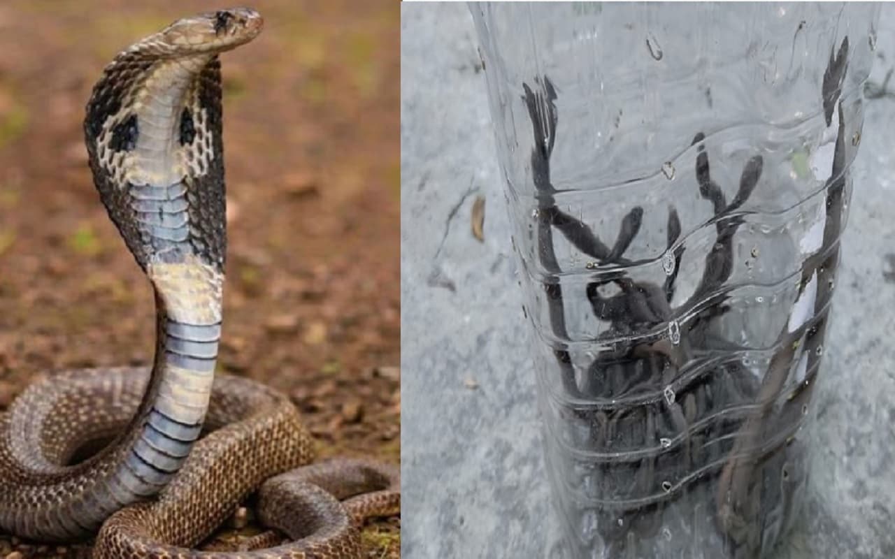 बिहार में घरों से निकल रहे कोबरा के दर्जनों बच्चे, जानिए आपका मकान क्यों बनता है इस जहरीले सांप का ठिकाना...
