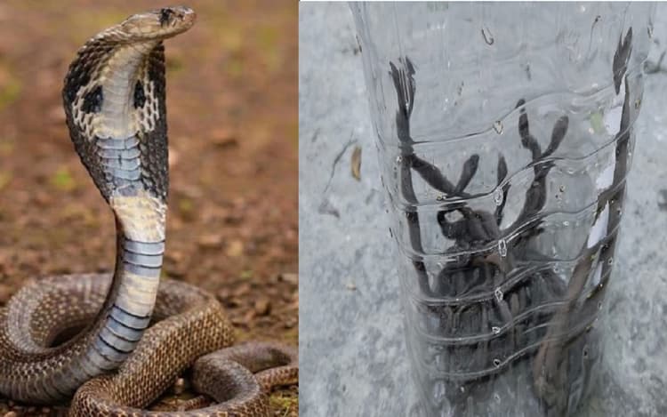 बिहार में घरों से निकल रहे कोबरा के दर्जनों बच्चे, जानिए आपका मकान क्यों बनता है इस जहरीले सांप का ठिकाना...