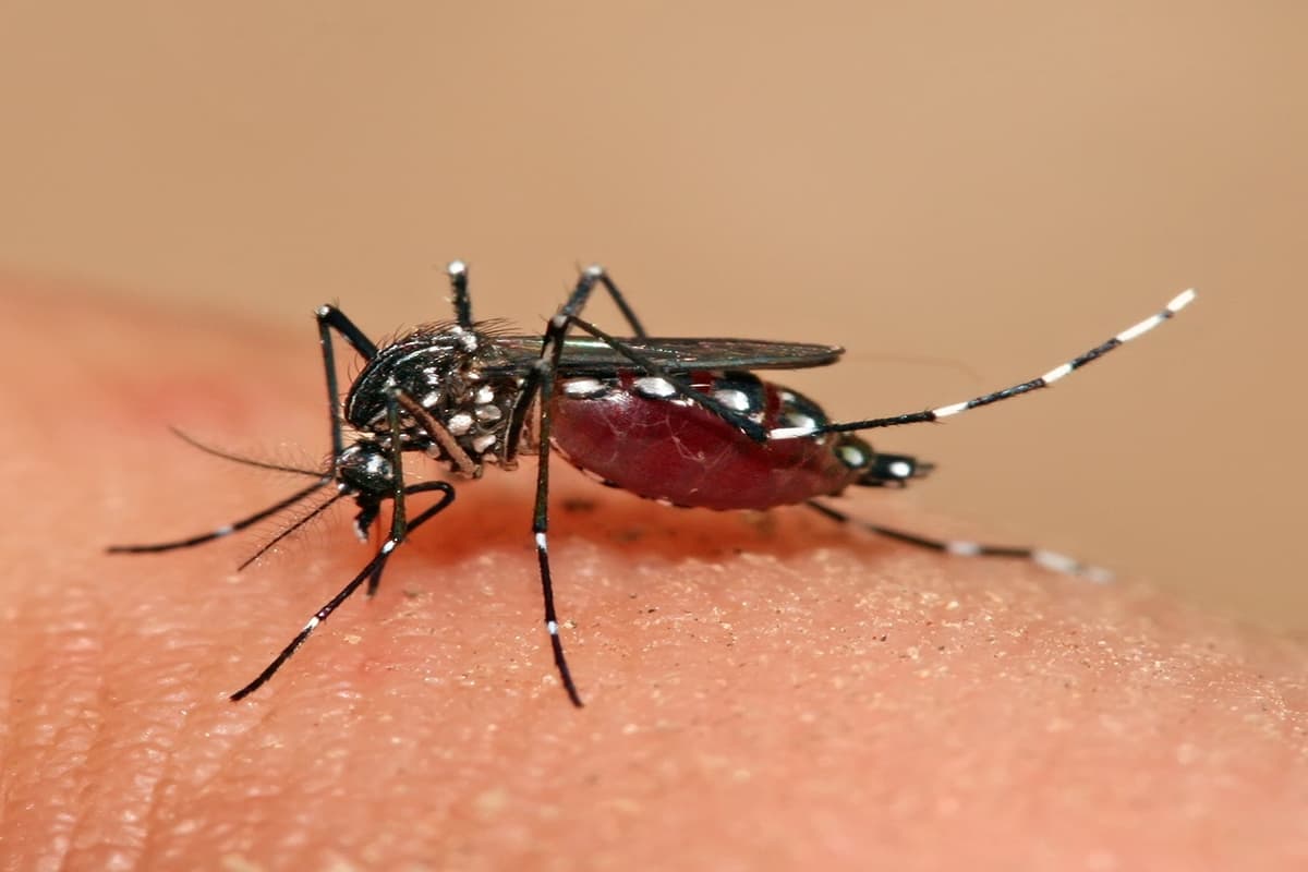 Dengue : рдмрдВрдЧрд╛рд▓ рдореЗрдВ рдбреЗрдВрдЧреВ рдХрд╛ рдХрд╣рд░ рдЬрд╛рд░реА, рдЕрдм рддрдХ 2,095 рдорд╛рдорд▓реЗ рдЖрдпреЗ рд╕рд╛рдордиреЗ