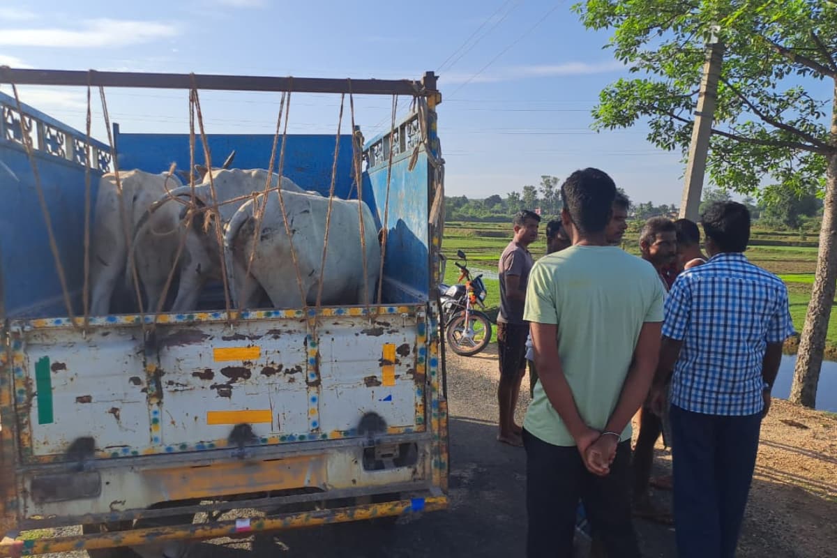 गिरिडीह में ग्रामीणों ने पकड़ा मवेशियों से लदा वाहन, दो लोग चढ़े पुलिस के हत्थे
