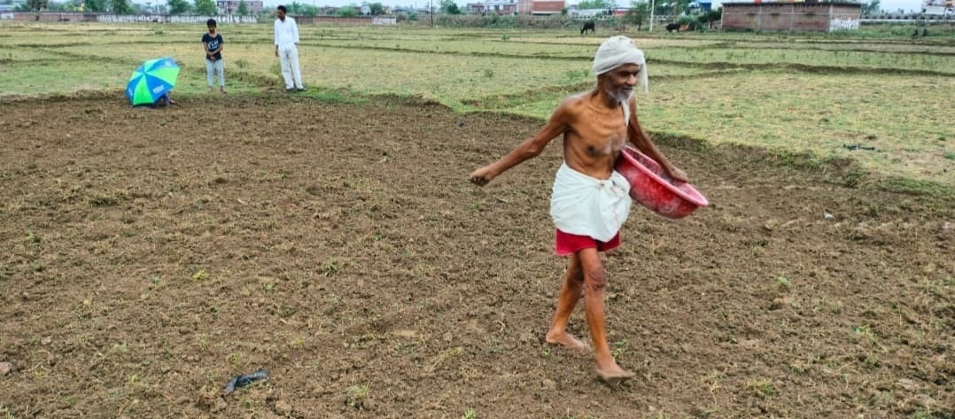 बारिश के बाद तेजी से डाले जा रहे बिचड़े