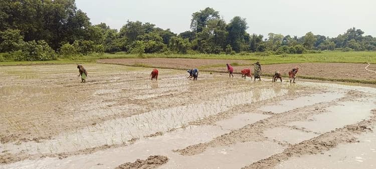 महज झुलस रहे धान के बिचड़े बचाने लायक हुई बारिश