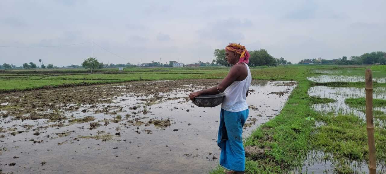 बारिश से निराश किसानों में लौट आयी जान, खुश होकर गिरा रहे धान का बिचड़े