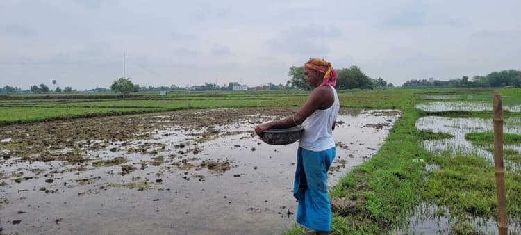 बारिश से निराश किसानों में लौट आयी जान, खुश होकर गिरा रहे धान का बिचड़े