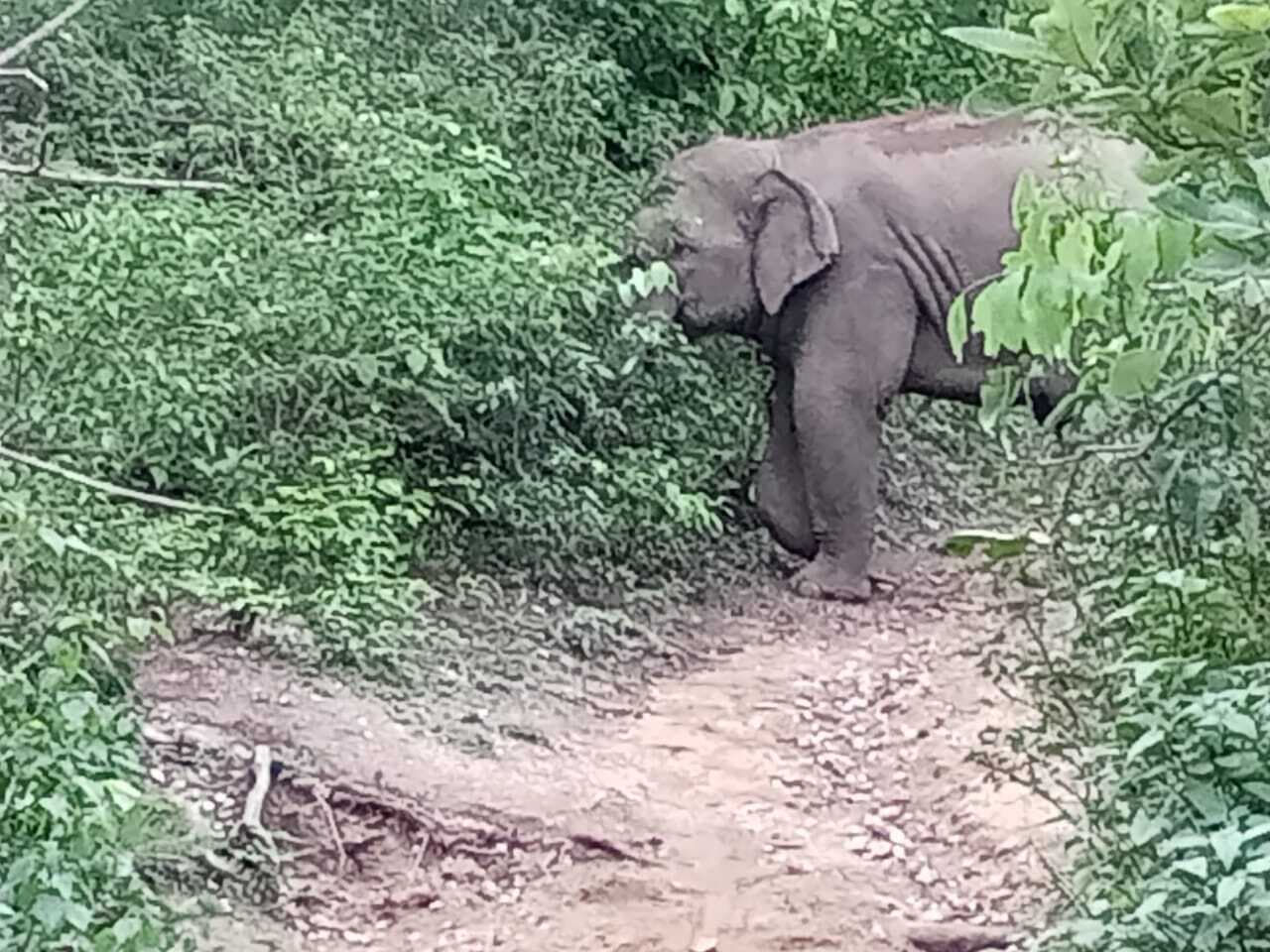 बड़कीसिधावारा के तीन गांवों में हाथी का उत्पात