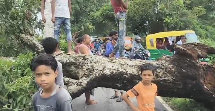 पेड़ गिरने से पूर्णिया-श्रीनगर मार्ग हुआ ठप, दो सब्जी व्यापारी घायल