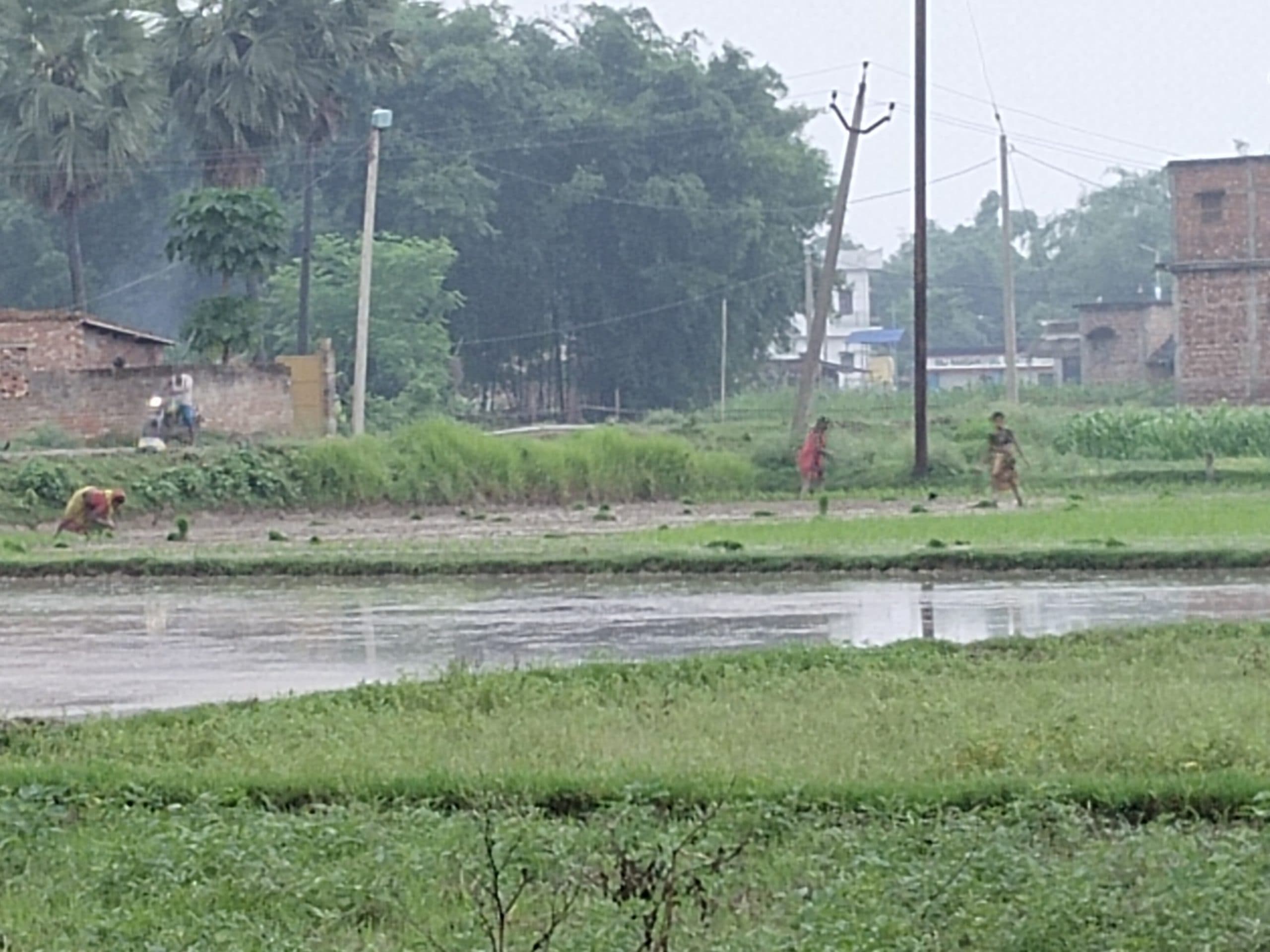 बारिश शुरू होने के बाद किसानों ने शुरू कर दी धान की रोपाई
