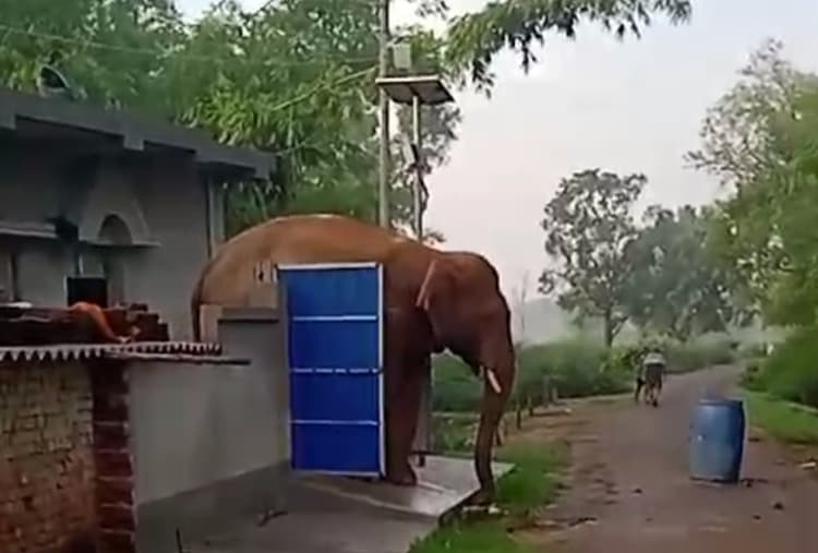 घर में हाथी, सड़क पर लोग