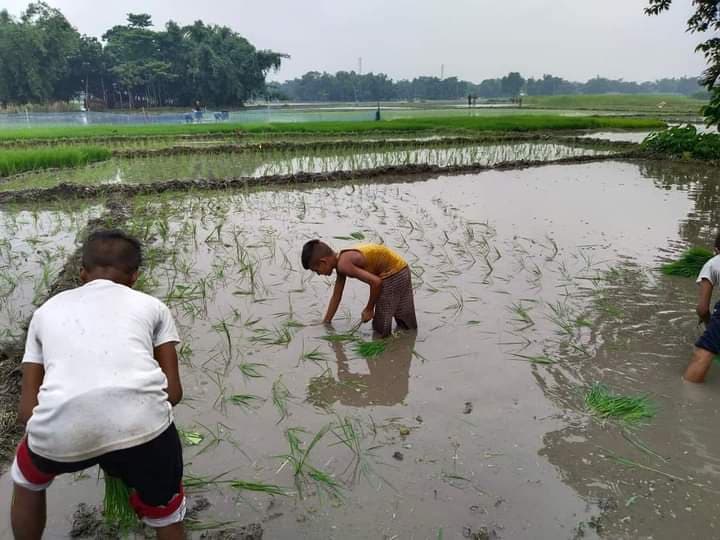 बारिश से खरीफ, जूट व मखाना की खेती को भी फायदा