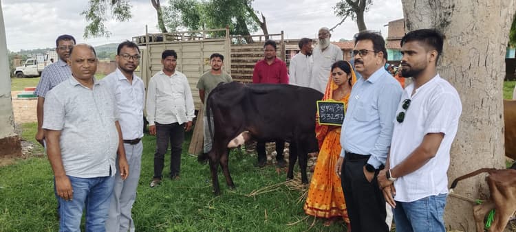 सीएम पशुधन योजना के तहत लाभुकों के बीच दुधारू गाय का किया गया वितरण