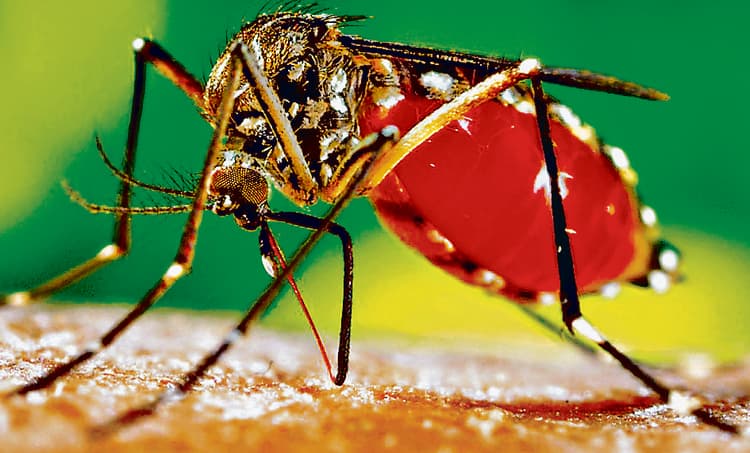 डेंगू से सिलीगुड़ी में एक बच्चे की मौत