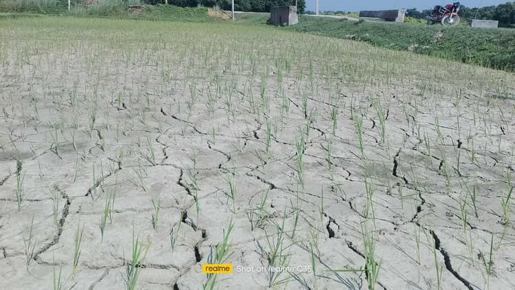 धान की रोपनी की लागत भी डूब जाने की किसानों को सताने लगी चिंता