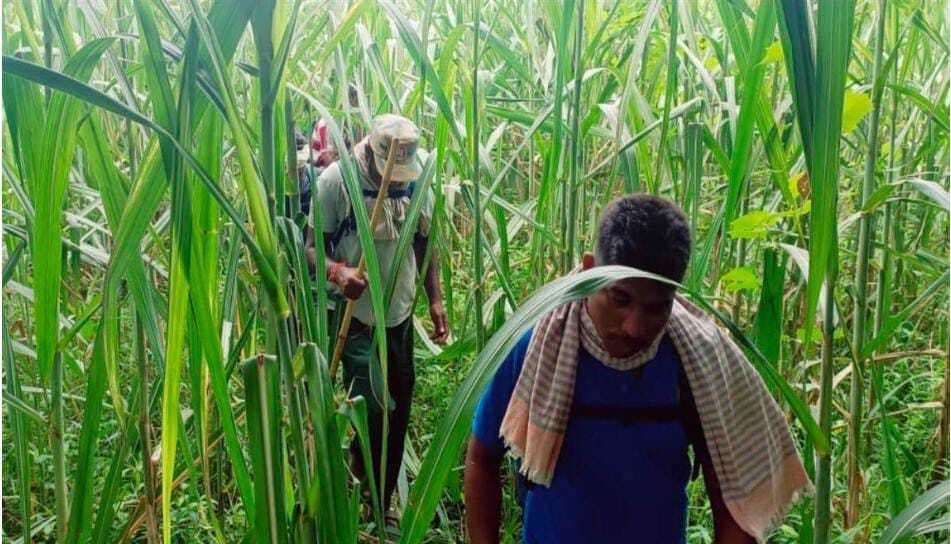 चनपटिया के पुरैना पहुंचा वीटीआर से भटका बाघ, बाल-बाल बची महिला