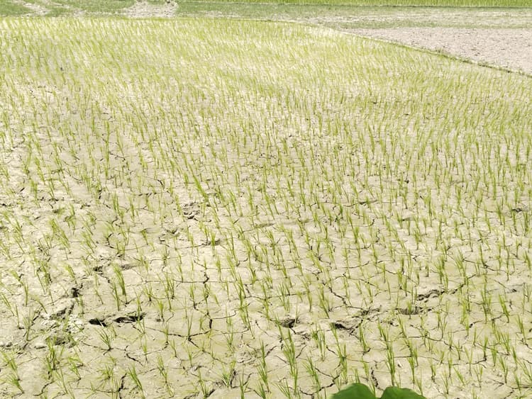 बारिश की कमी से धान के खेतों में पड़ने लगी दरारें