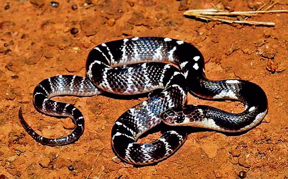 बरसात में सांप दिखें तो मारें नहीं, वन विभाग को बताएं