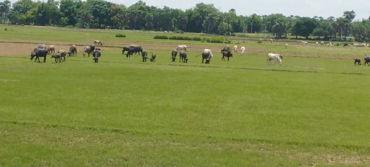 मौसम की बेरूखी से किसानों की बढ़ी चिंता