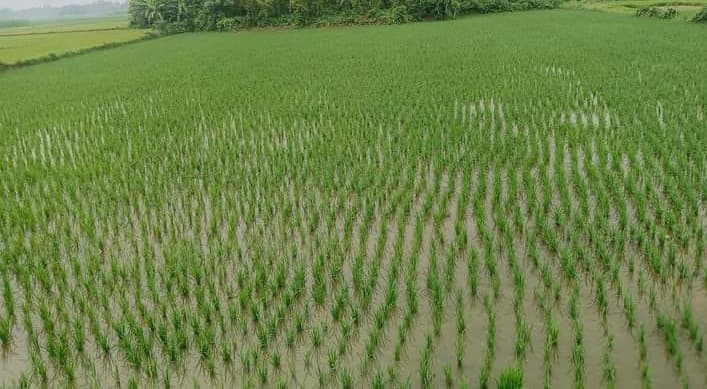 मौसम के आगे झुकने को तैयार नहीं किसान, कम बारिश में भी रोपनी पर फतह