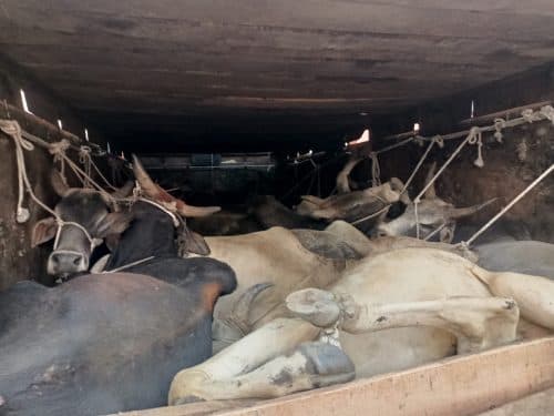 Bihar News: कंटेनर में क्रूरता से लादकर ले जा रहे थे 33 गोवंश, चार तस्कर गिरफ्तार…