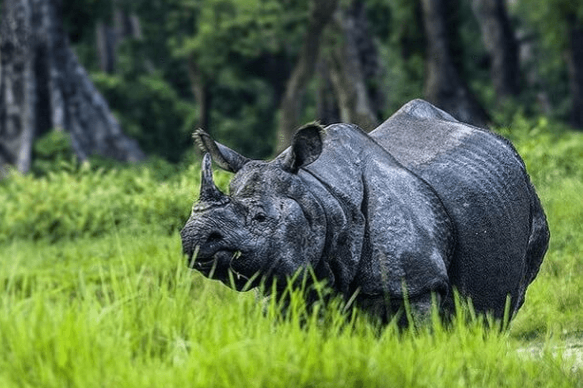 West Bengal Tourist Destinations: पश्चिम बंगाल के सबसे शानदार पहाड़ी शहरों में से एक है लतगुरी, ऐसे करें मैंग्रोव जंगलों और झीलों के बीच छिपे शहर का टूर