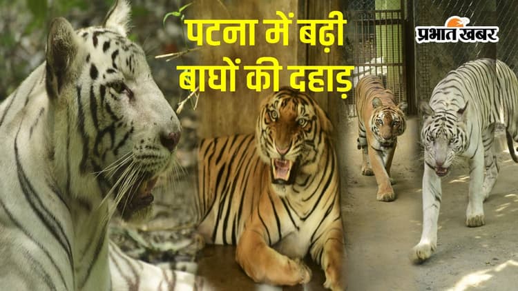 World Tiger Day: 1973 में पटना चिड़ियाघर में आया था पहला बाघ, आज हैं सात टाइगर