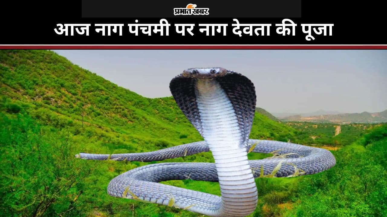 Nag Panchami 2024: काम, क्रोध, मोह, लोभ किसी सर्प से कम नहीं, पढ़ें विज्ञान के युग में धार्मिक महत्व Nag Panchami 2024: काम, क्रोध, मोह, लोभ किसी सर्प से कम नहीं, पढ़ें विज्ञान के युग में धार्मिक महत्व