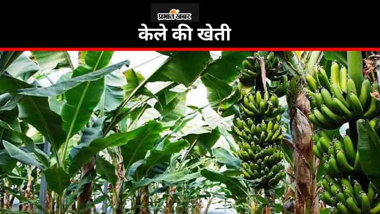 Banana Farming: केला उत्पादन का हब बनेगा बक्सर, उद्यान विभाग दे रहा अनुदान