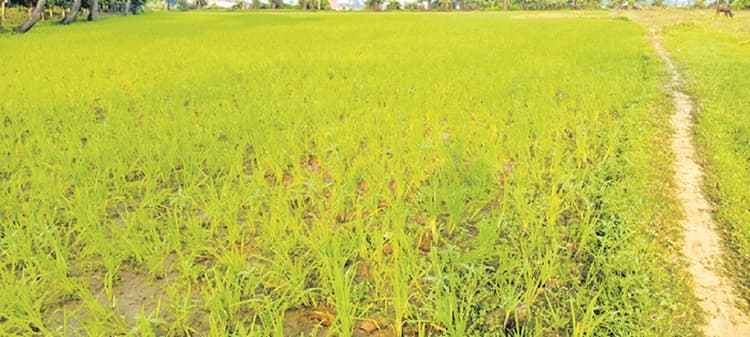 Banka News : बांका में सौ फीसदी से अधिक हुई धनरोपनी, चिलचिलाती धूप से फिर किसान हुए परेशान