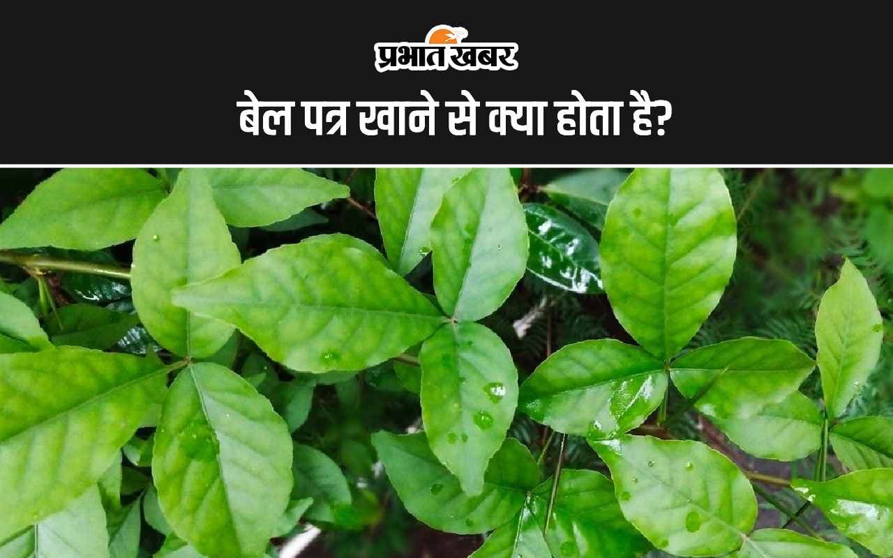 Bael Patra Benefits: बेलपत्र खाने से क्या होता है?