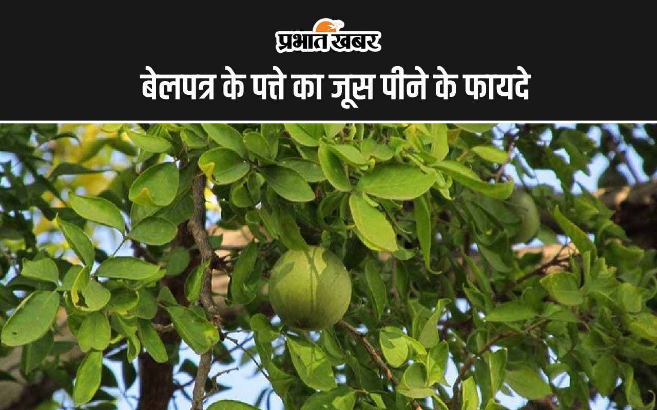 Bel Patra Leaves Juice Benefits: बेलपत्र के पत्ते को पीसकर जूस बनाकर पीने के 5 सबसे बड़े फायदे