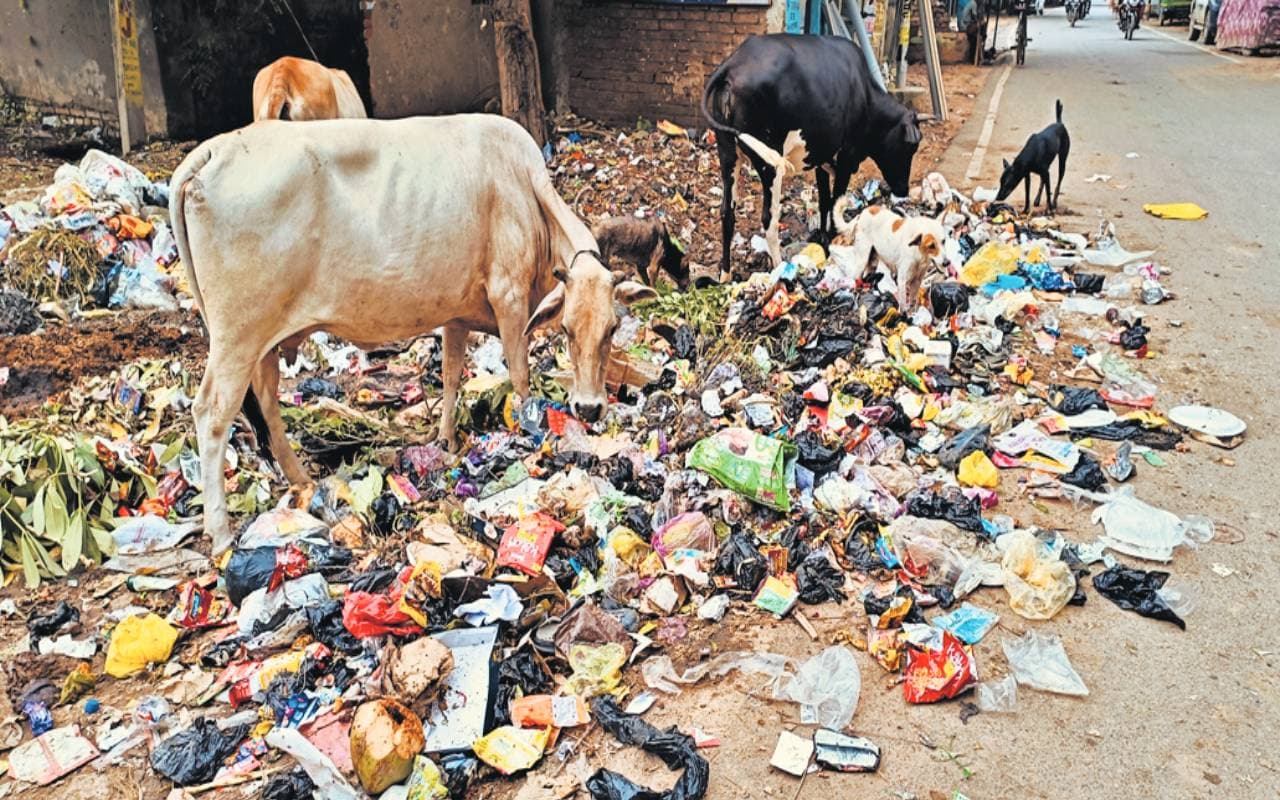 गया शहर के कूड़े में हर दिन फेंके जा रहें तीन टन प्लास्टिक बैग, इंसान से लेकर जानवर तक हो रहे बीमार