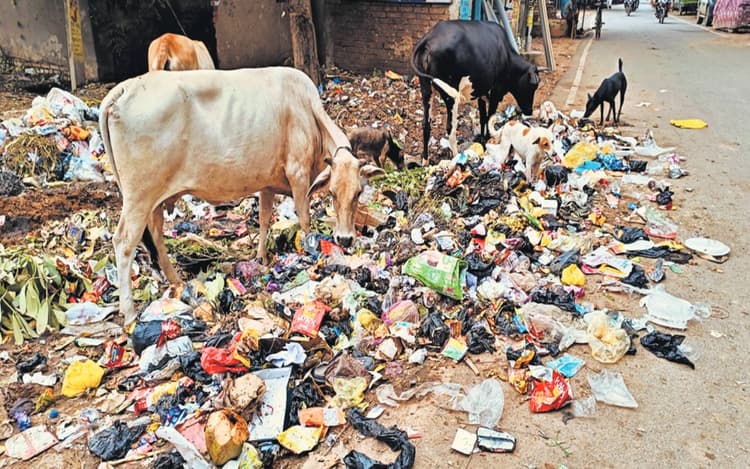 गया शहर के कूड़े में हर दिन फेंके जा रहें तीन टन प्लास्टिक बैग, इंसान से लेकर जानवर तक हो रहे बीमार
