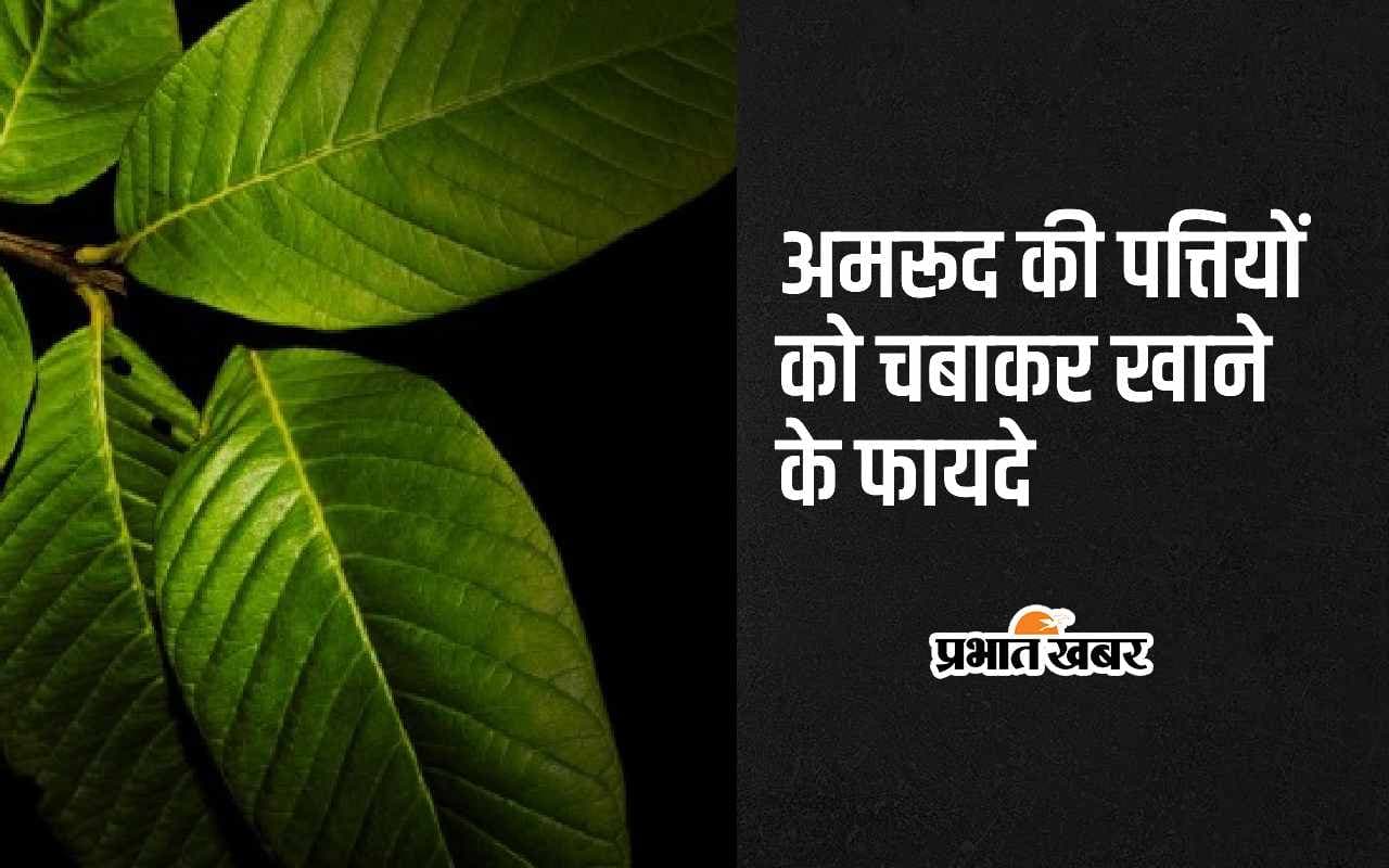 Guava Leaves Benefits: अमरूद की पत्तियों को चबाकर खाने के ये हैं 5 सबसे अद्भुत फायदे