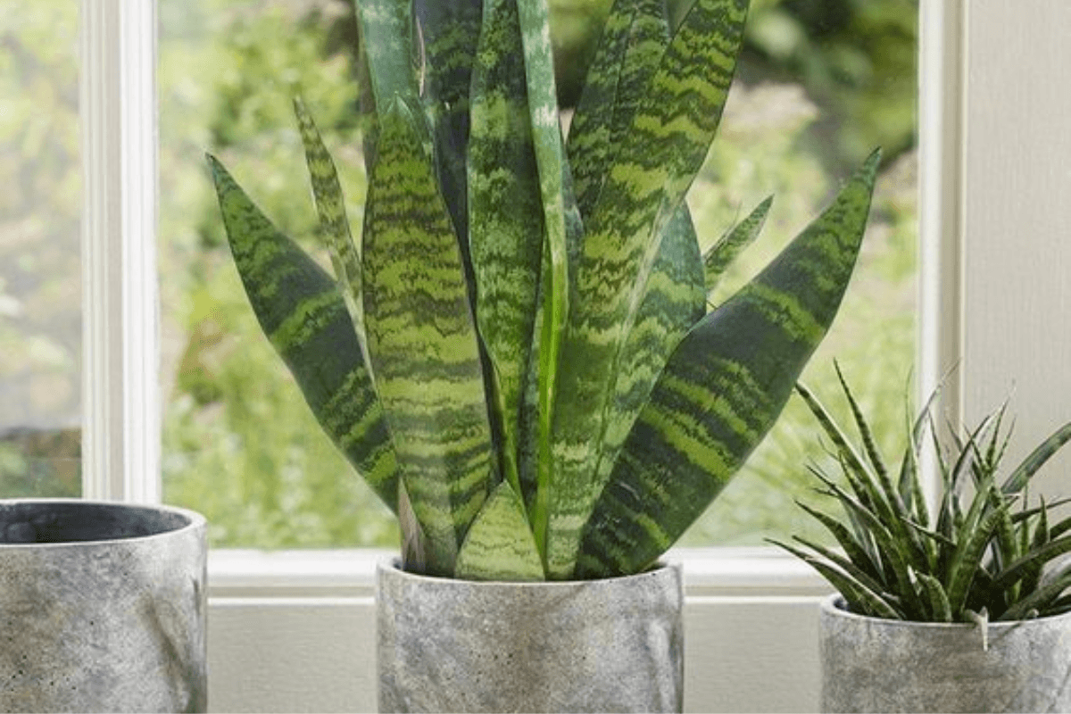 Vastu Tips: पढ़ाई में नहीं लगता मन अपनी स्टडी टेबल पर रखें स्नेक प्लांट बढ़ेगी एकाग्रता