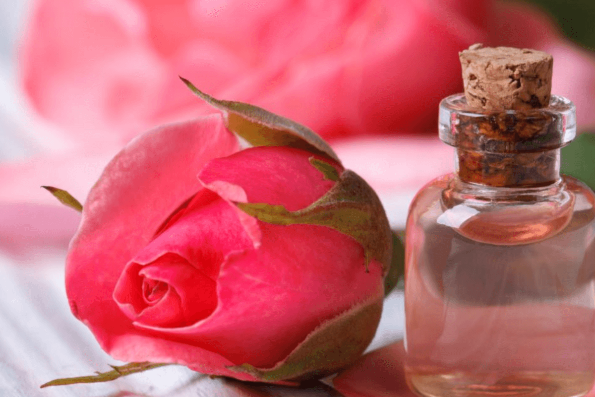 Rose water: गुलाब जल की जादुई बूंदें, घर पर बनाने से लेकर सौंदर्य और ताजगी के हर राज तक Rose water: गुलाब जल की जादुई बूंदें, घर पर बनाने से लेकर सौंदर्य और ताजगी के हर राज तक