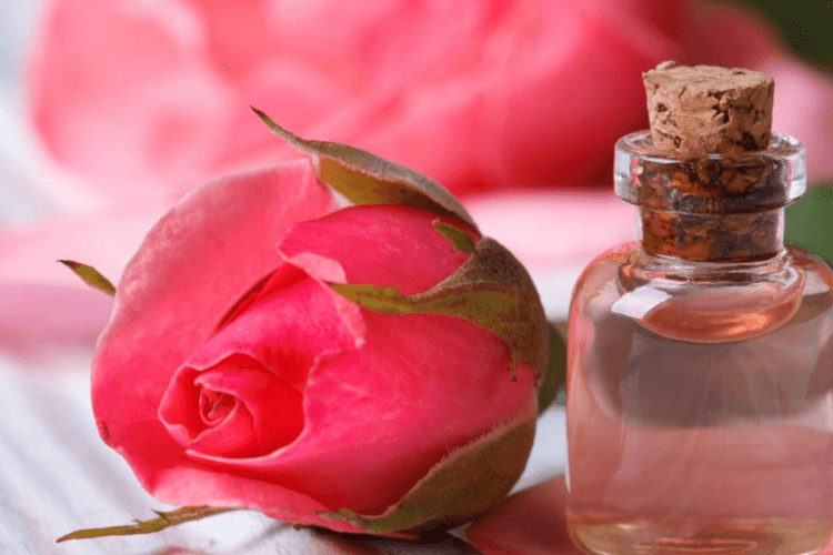 Rose water: गुलाब जल की जादुई बूंदें, घर पर बनाने से लेकर सौंदर्य और ताजगी के हर राज तक