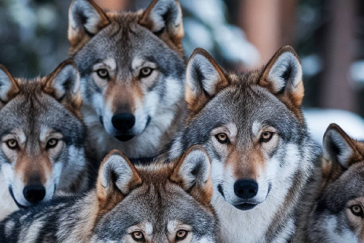 Bahraich Wolf Attack : भेड़ियों के नए झुंड को लेकर बहराइच पहुंचा लंगड़ा, डर के साये में लोग