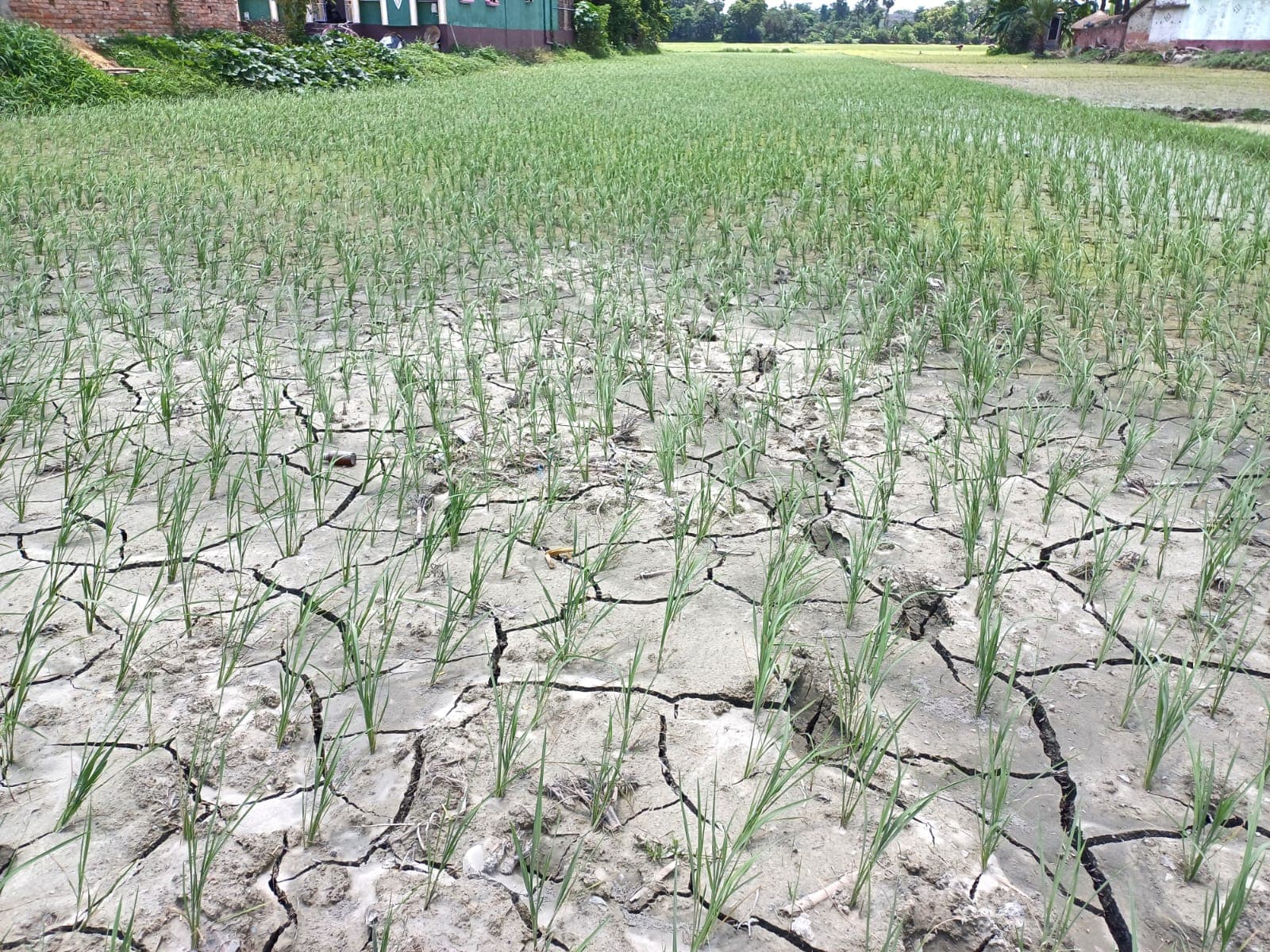 मुजफ्फरपुर में लगातार बारिश से सूख रही फसलों को मिला नया जीवन, किसान खुश